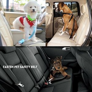 Keep Your Pet More Safety