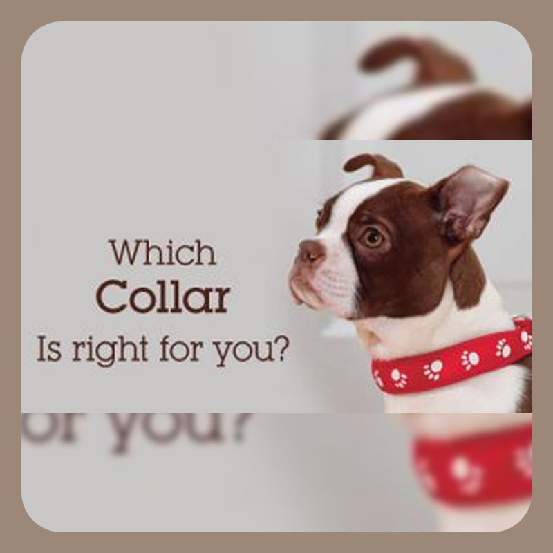 Which Collar is Right For Your Dog 