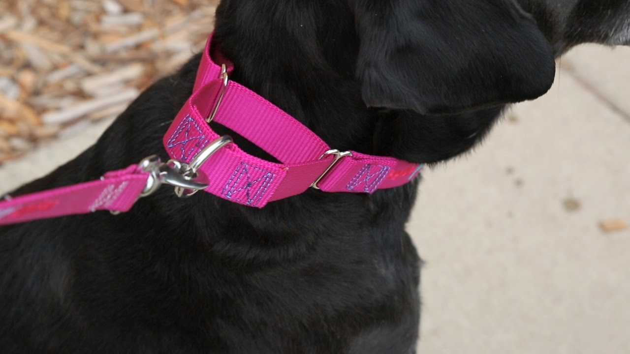 What Collar Is Safe for Everyday Wear of your dog