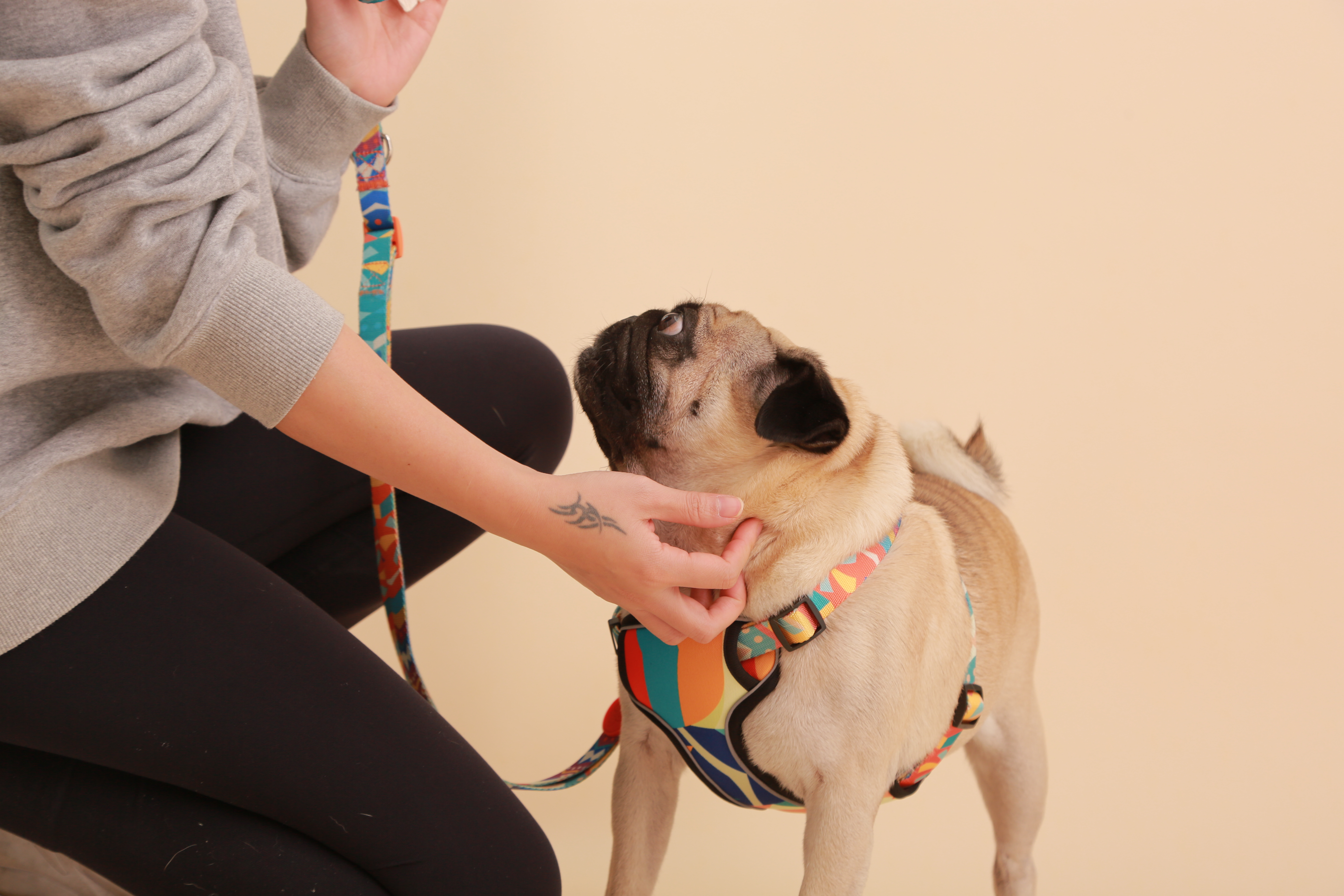 How to Calm Your Pet’s Emotions: Practical Tips for a Happier Companion