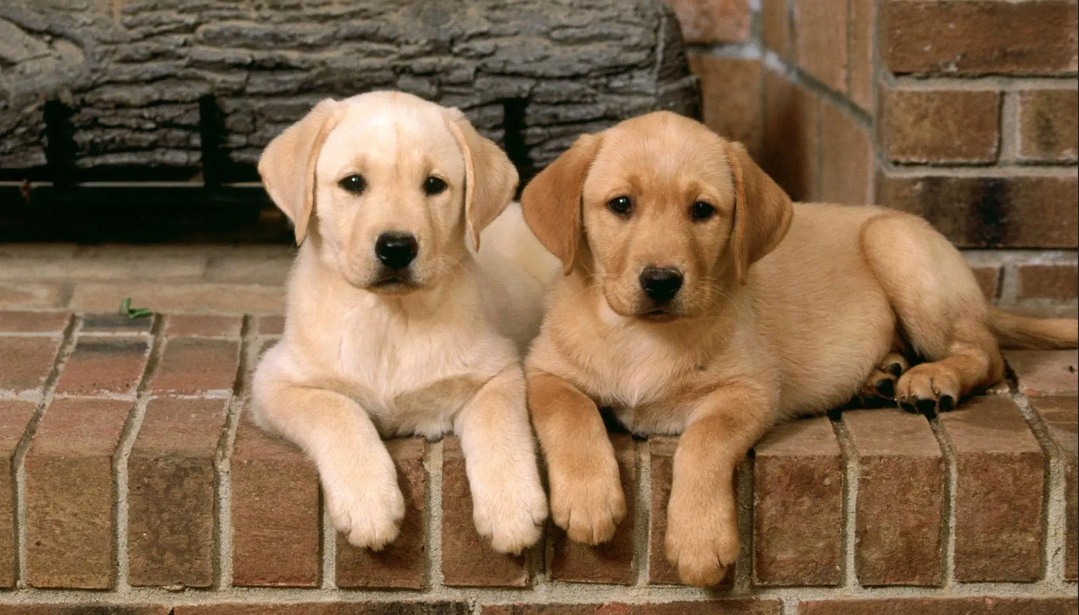 The Ultimate Guide to Caring for Your Dog: Health, Nutrition & Happiness Tips