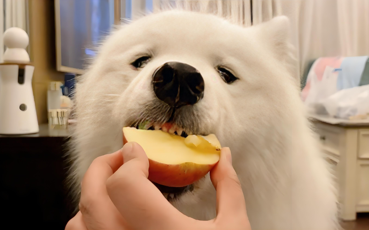 What Fruits and Vegetables Can Dogs Eat? A Complete Guide for Pet Owners