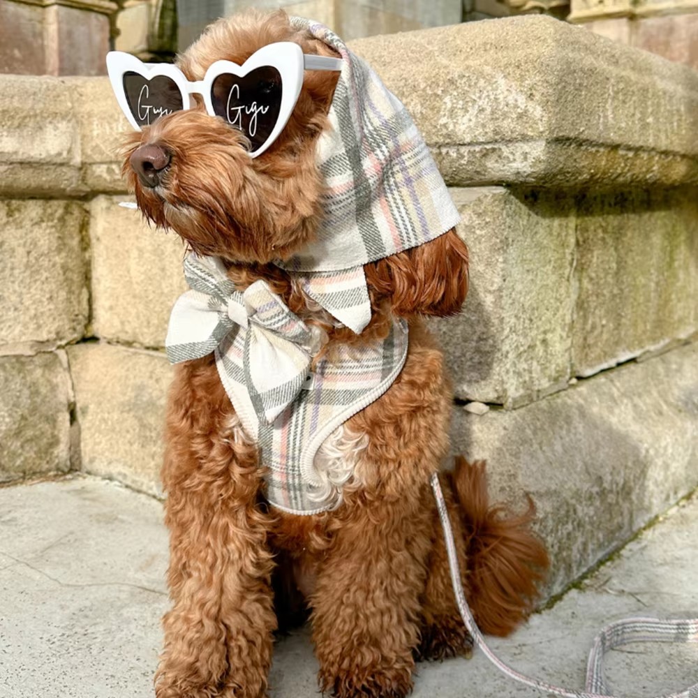 Why a Dog Harness Can Make Walks Safer and More Comfortable